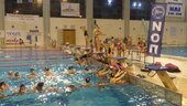 NOP- swimming - «Swimming Christmas Cup 2016»